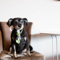 The Spa Pet Spa Happy Client