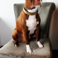 The Spa Pet Spa Client